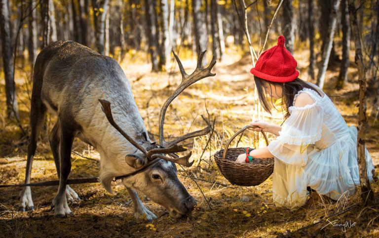 Feed the Reindeer at Aoluguya Reindeer Village