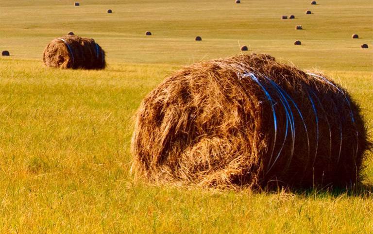 Grass Rolls Dotted in Hulunbuir Grassland in Autumn