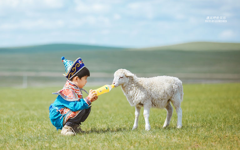 Feed the Lamb at a Local Mongolian Herdsman's Pasture
