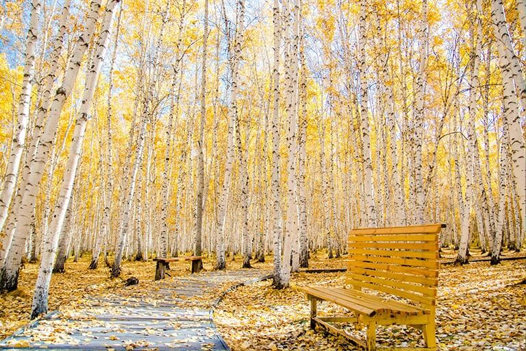 White Birch Tree Sap Healing Retreat in Mongolia - Zennergi