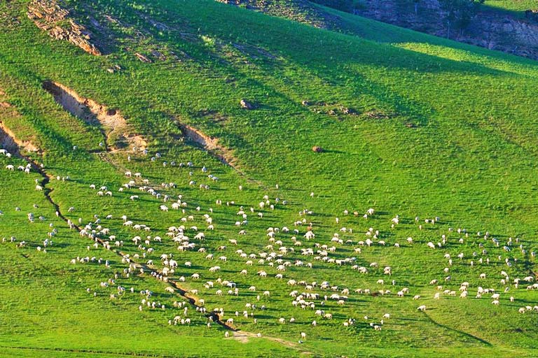 Ulan Butong Grassland in Summer Ulan Butong Grassland