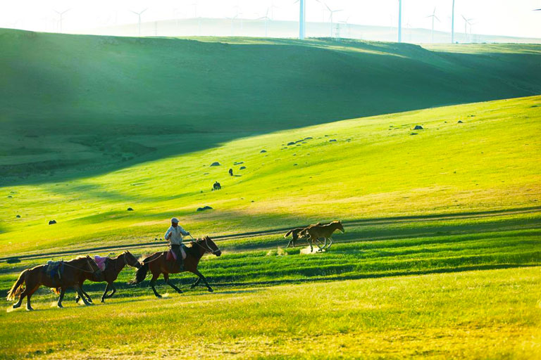 Huitengxile Grassland Horses