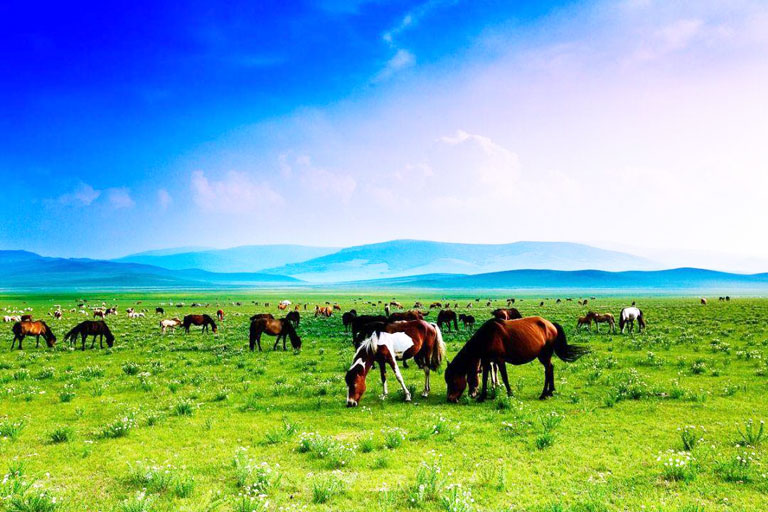 Xilamuren Grassland in July