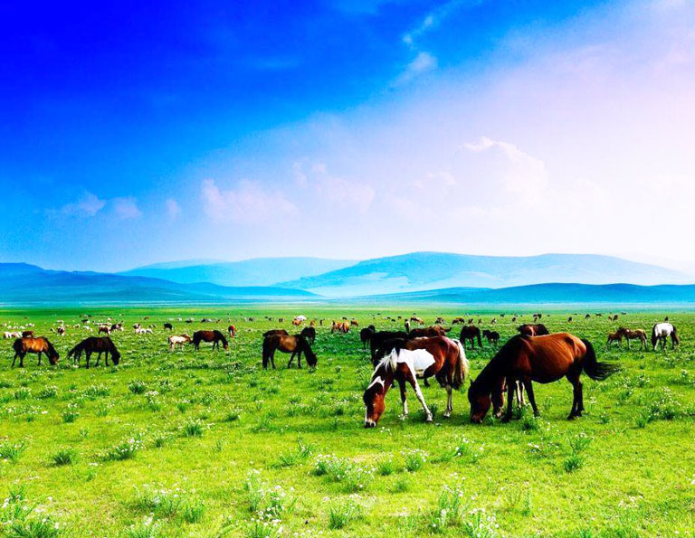 Xilamuren Grassland in July