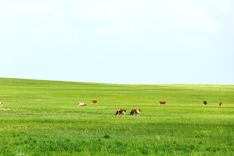 Xilingol Grassland