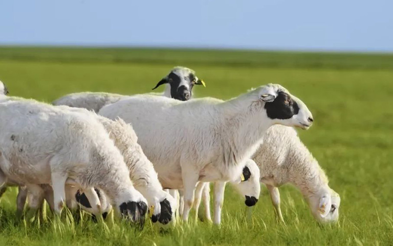Lovely Sheep in the Grassland