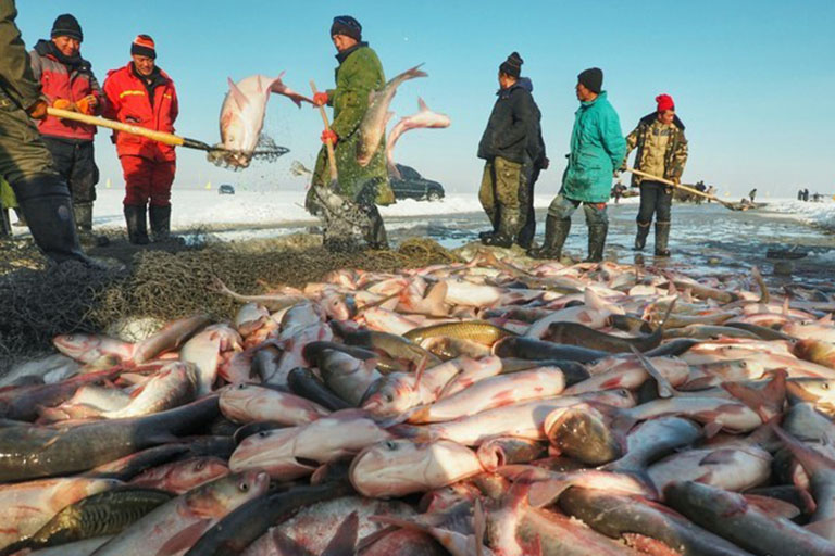 Pulling Out Lots of Fish Chagan Lake