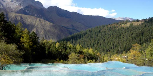 The Green Primeval Forests in Summer