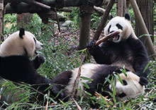 Have fun with Panda