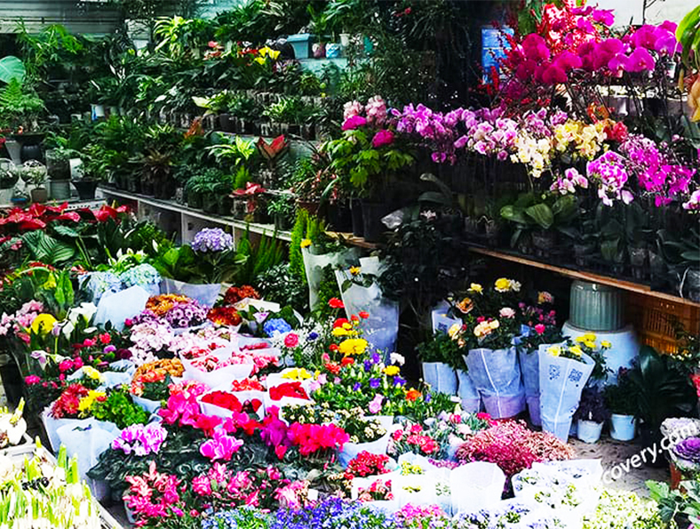 Bird and Flower Market Kunming