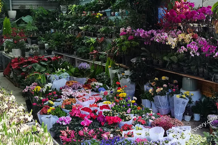 Flowers and Birds Market Flowers and Birds Market