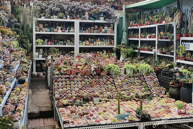 Flowers and Birds Market