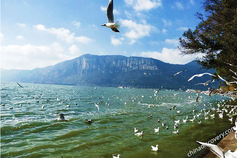 Red-billed Seagulls at Green Lake