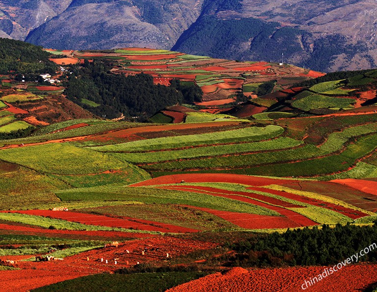 Red farming lands in November