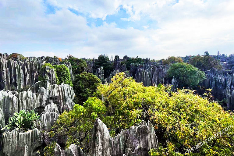 Stone Forest