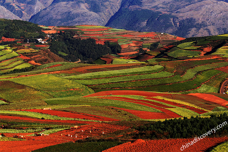 Dongchuan Red Land in Summer