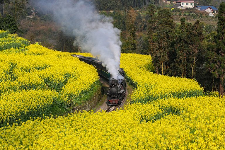 Jiayang Steam Train passing through sunflowers in August
