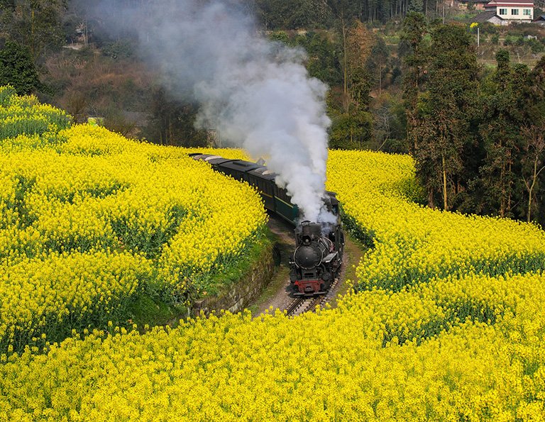 Jiayang Steam Train passing through sunflowers in August