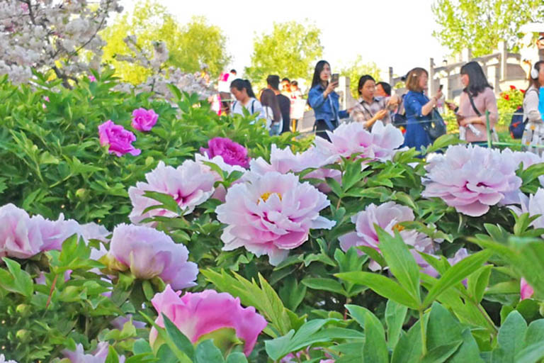 Peony in Sui and Tang Dynasties Town Botanical Garden Things to Do in Luoyang