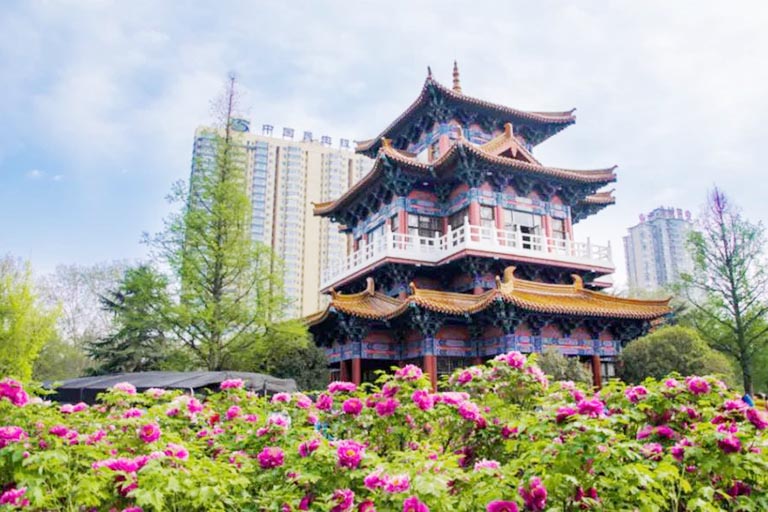 Peony in Wangcheng Park Things to Do in Luoyang