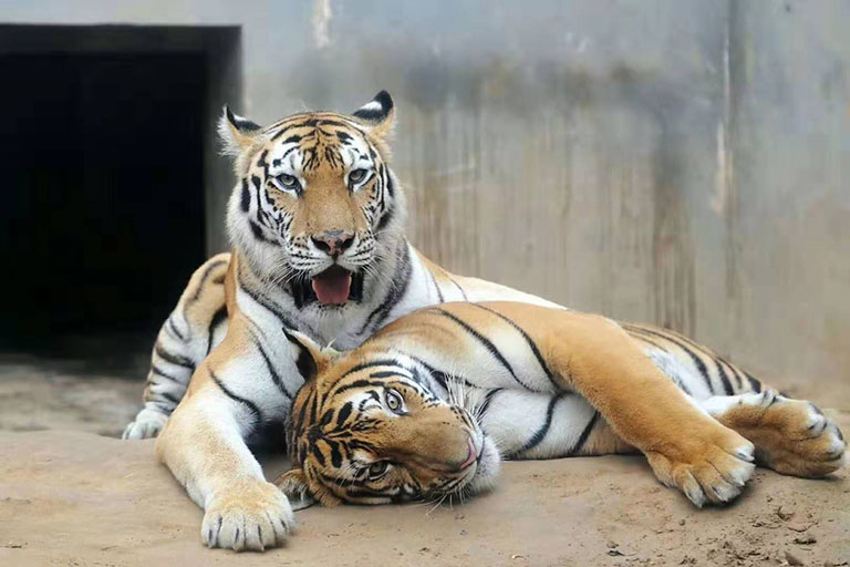 South China Tiger in Wangcheng Zoo Luoyang Family Activities