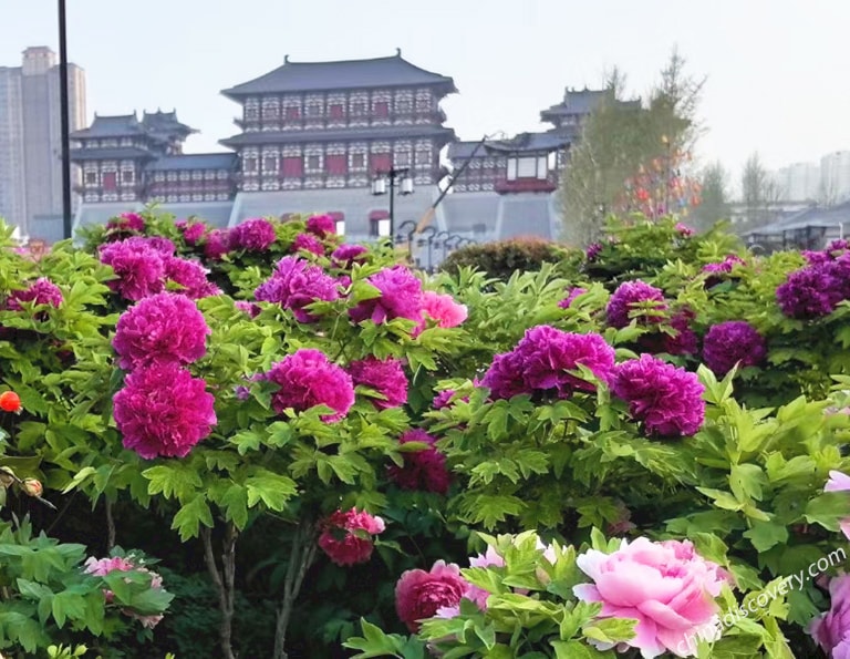 Luoyang Peony Flowers