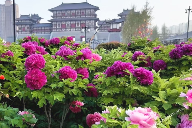 Luoyang Peonly Flowers