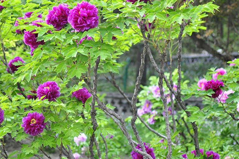 Luoyang Peony Festival Luoyang Peony Gardens