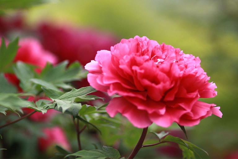 Luoyang Peony