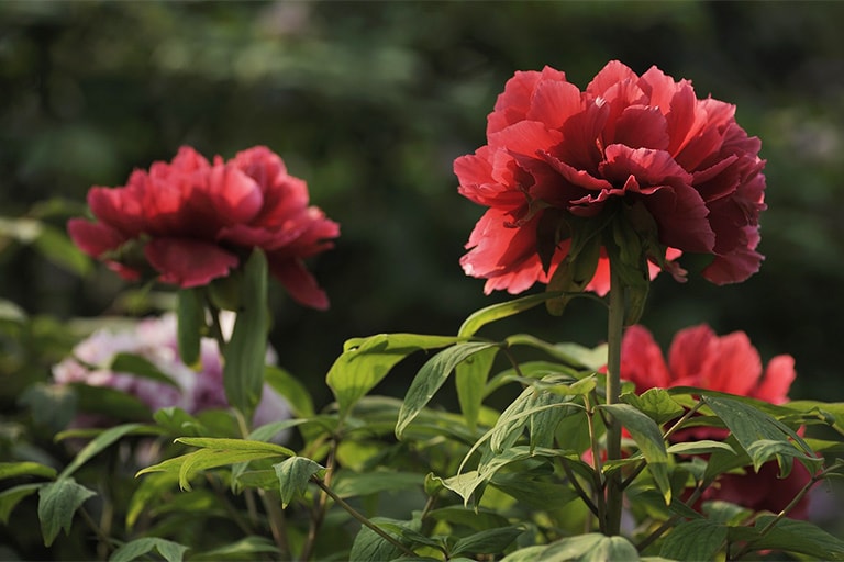 Luoyang Peony