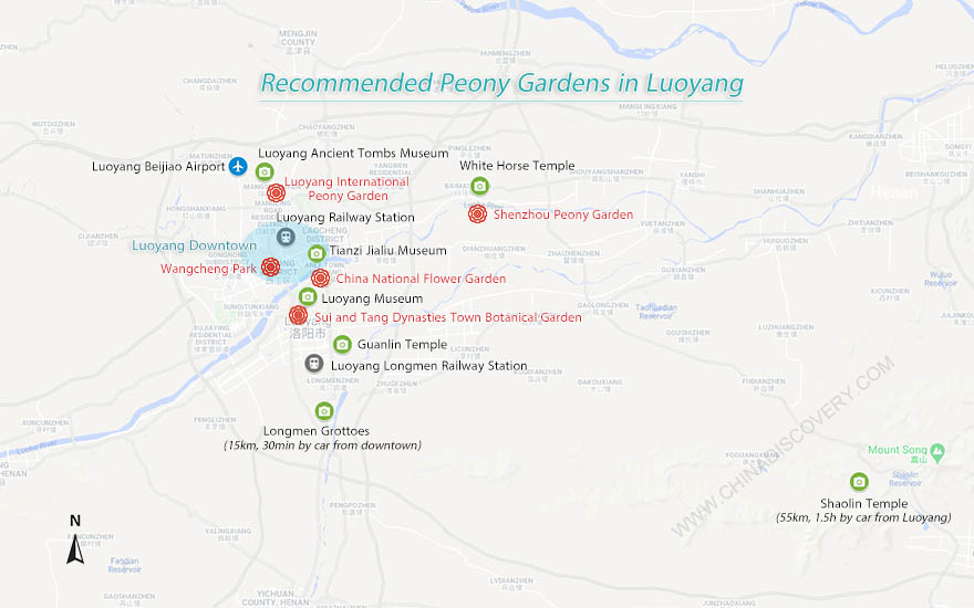 Luoyang Peony