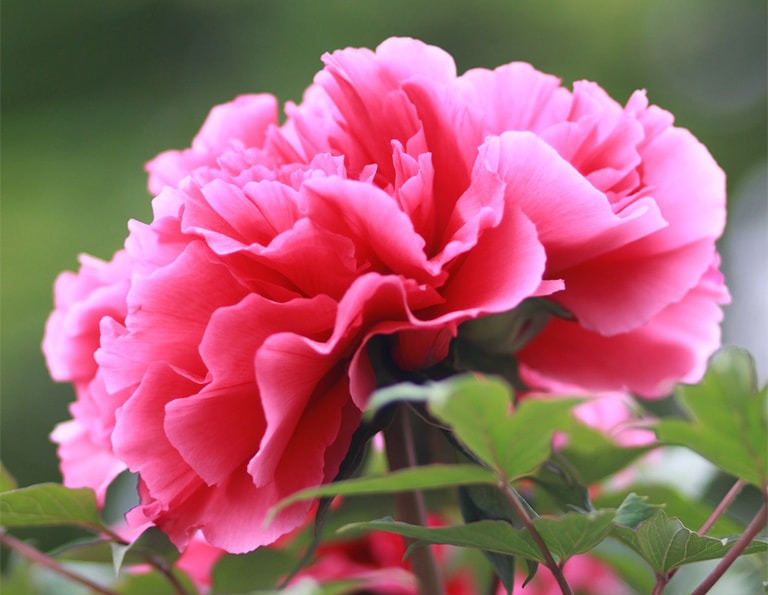 Luoyang Peony