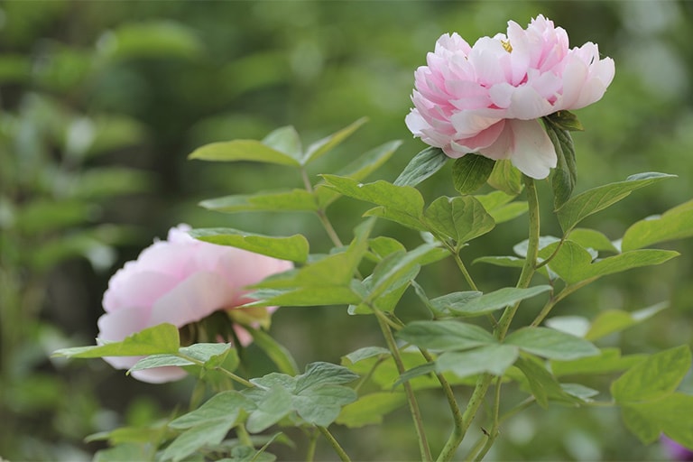 Luoyang Peony