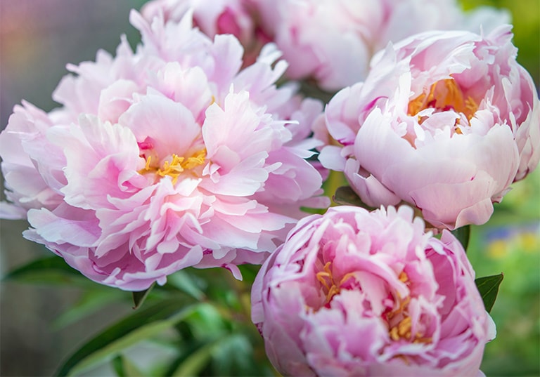 Luoyang Peony