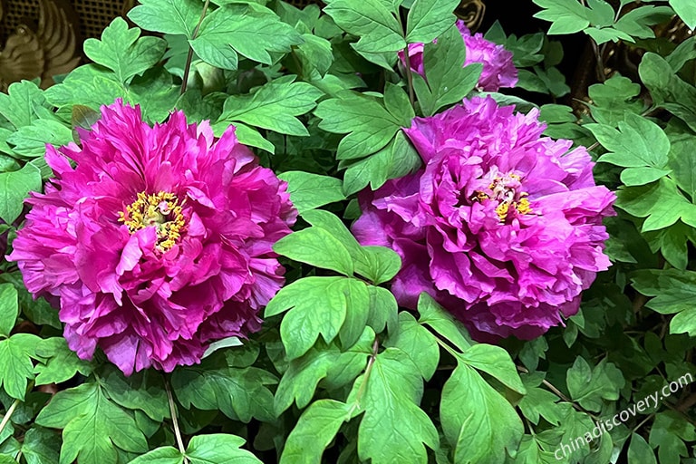 Luoyang Peony Festival