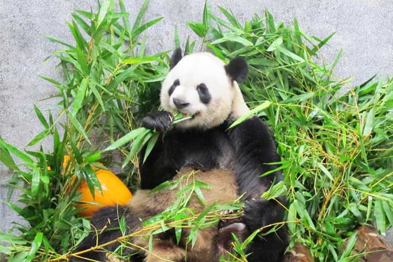 Macau Giant Panda Pavilion