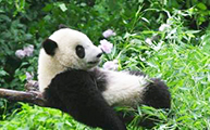 Macau Giant Panda Pavilion