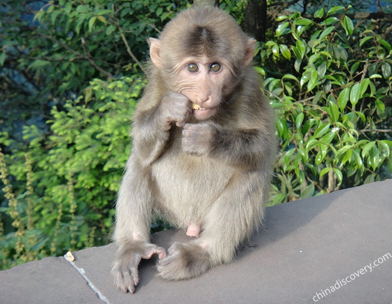 Adorable Wild Monkey Mother and Baby Mount Emei Summer