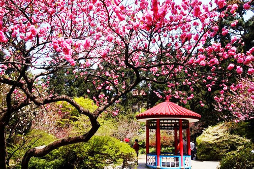 Flower Path