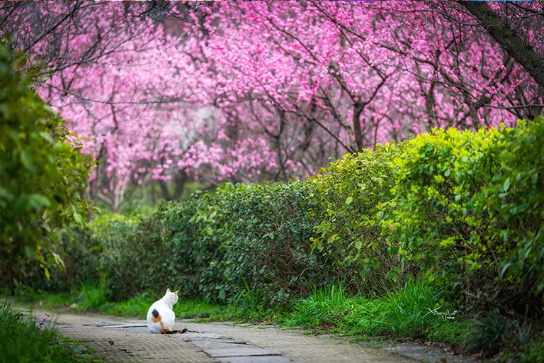 Purple Mountain - Shixiang Rode Top Attractions & Things to Do in Nanjing