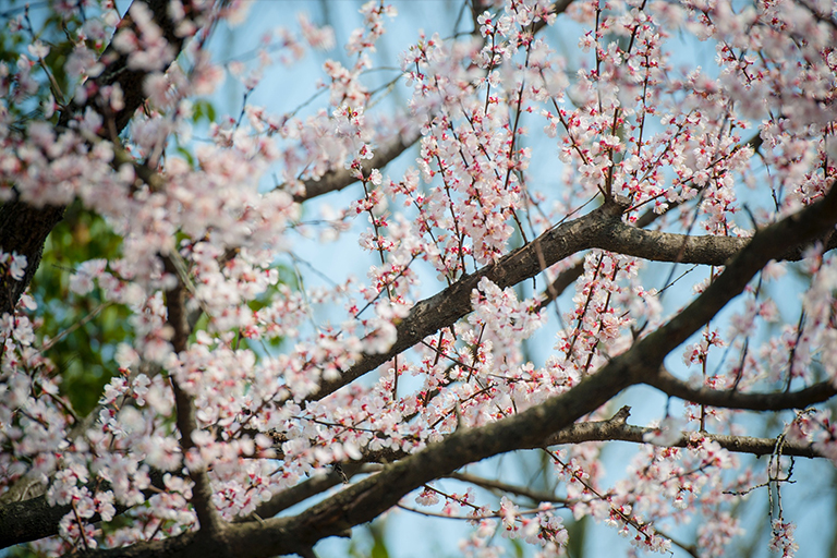 Nanjing Weather