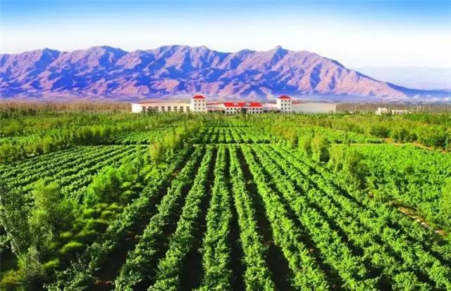 Silver Heights Winery Ningxi Wineries