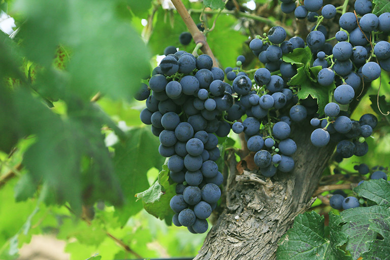 Quality Wine Grape Ningxi Wineries