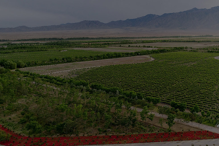 Wine Grape Fields in Ningxia Ningxi Wineries