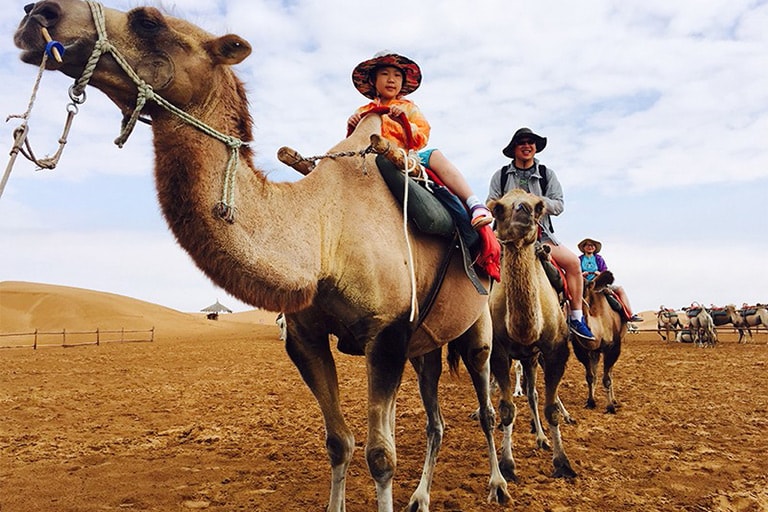 Ride A Camel in Shapotou Desert Top Attractions & Things to Do in Ningxia