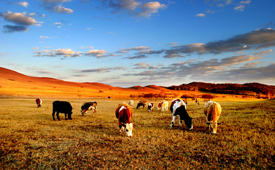 Bashang Grassland