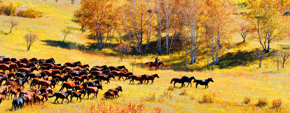 Bashang Grassland Photography Tour