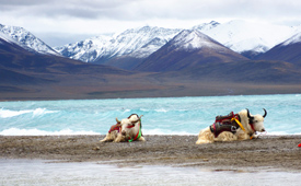 Tibet Photography Tour