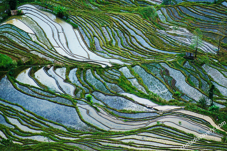 Yuanyang Rice Terrace - Sunset of Laohuzui