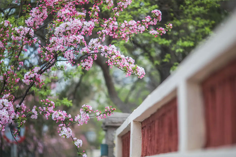 Qingdao Cherry Flower Festival How to Plan a Trip to Qingdao